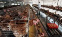 H3N8 Avian Flu Virus Has Strong Transmission Potential With Risk of Major Outbreak