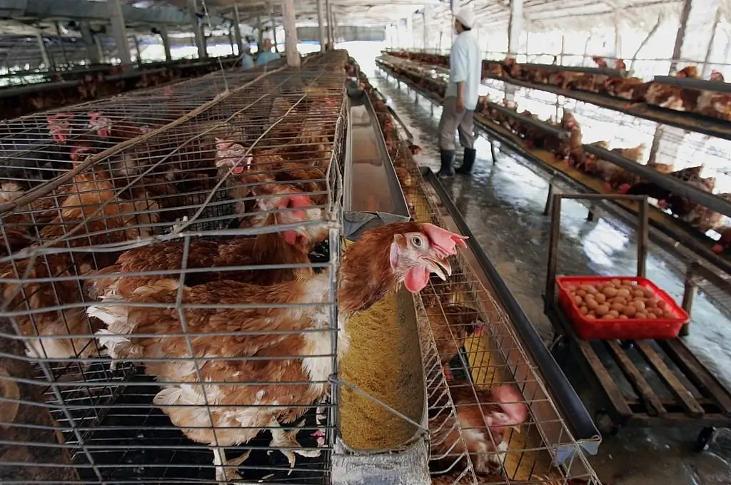 A study published in Cell revealed that the H3N8 avian influenza virus can be transmitted through the air among ferrets, which is just one step away from breaking the barrier of inter-human transmission. (Hoang Dinh Nam/AFP)