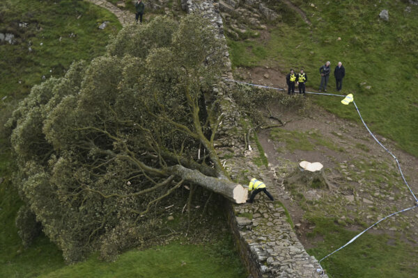 Sycamore Gap tree