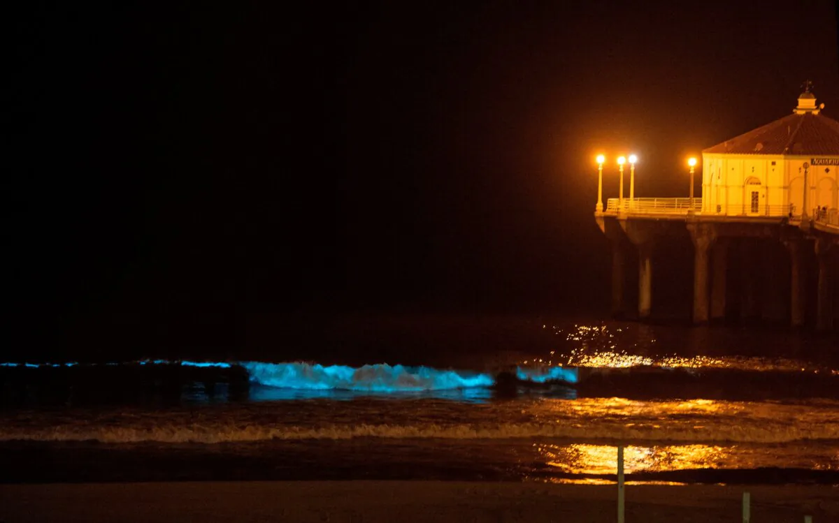 Blue bioluminescent waves are seen crashing on the shoreline in Manhattan Beach, Calif., on April 28, 2020. (Valerie Macon/AFP via Getty Images)