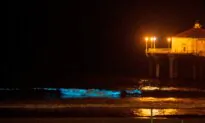 Florida’s West Coast Beaches Glowing With Sparkling Bioluminescence
