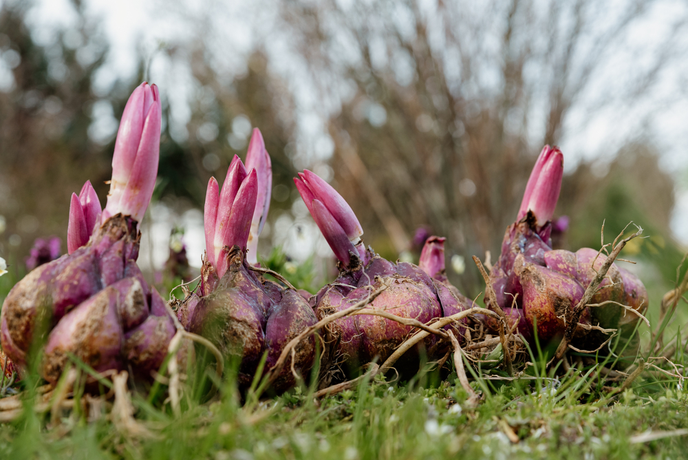 Planting lily bulbs is a lot like planting garlic and is very low maintenance. (Damian Lugowski/Shutterstock)