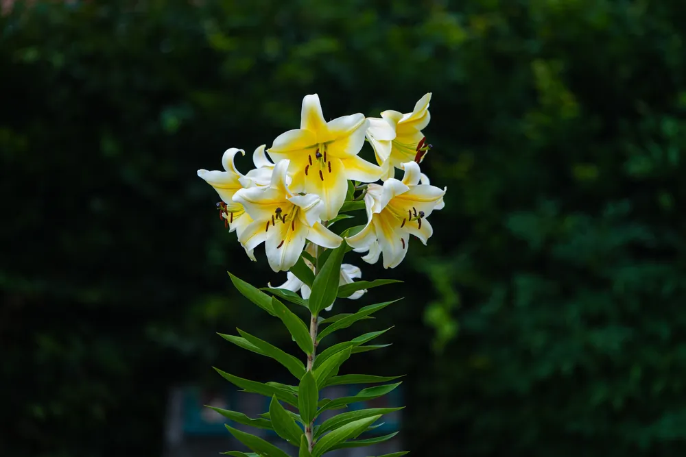 Conca d'Or. (Wirestock Creators/Shutterstock)