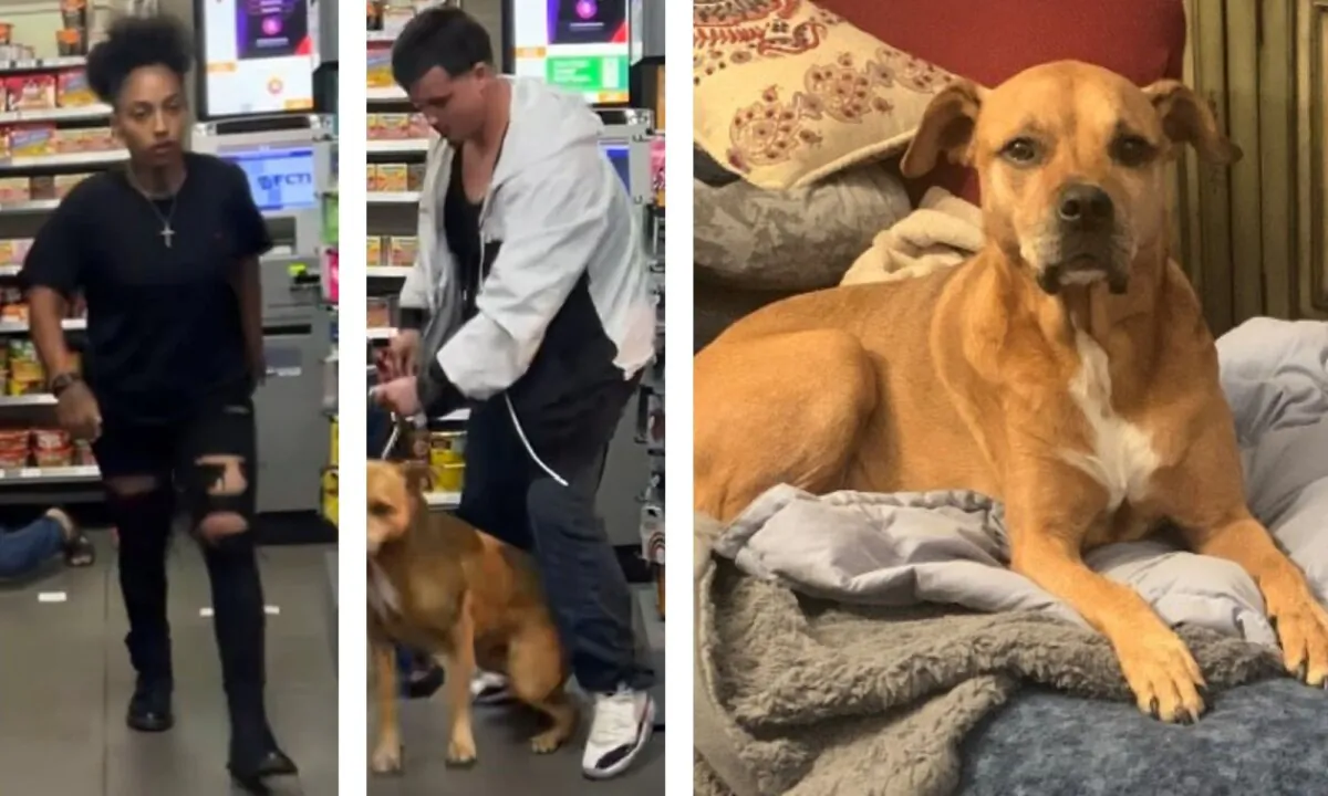 Two Suspects (L) stole Drake (R), an 11-year-old golden pit bull/Rhodesian
Ridgeback mix, during an attack on the dog's owner in a 7-Eleven in North Hollywood, Calif., on Sept. 18. (Courtesy of the Los Angeles Police Department)