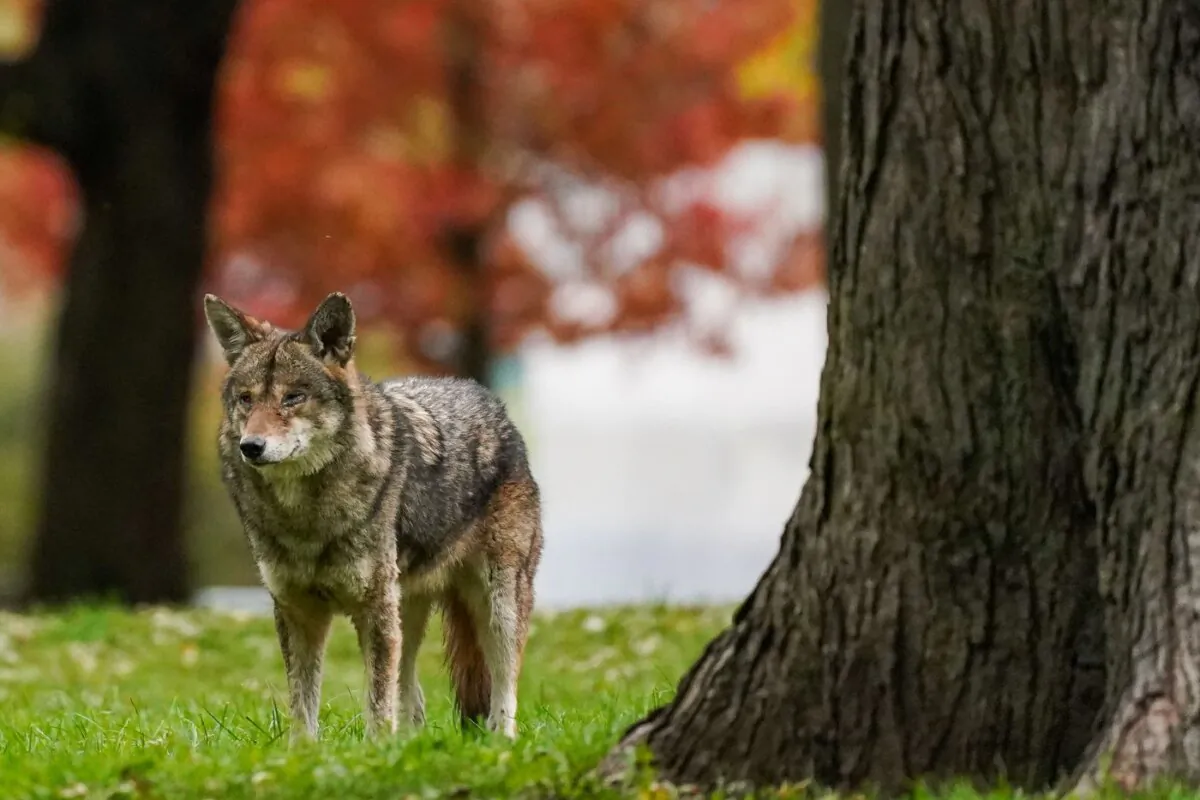 A coyote walks through Coronation Park in Toronto on Nov. 3, 2021. (The Canadian Press/Evan Buhler)