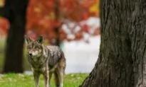 Prince George, BC Mounties Urge People Not to Feed Coyotes After 6 Attacks