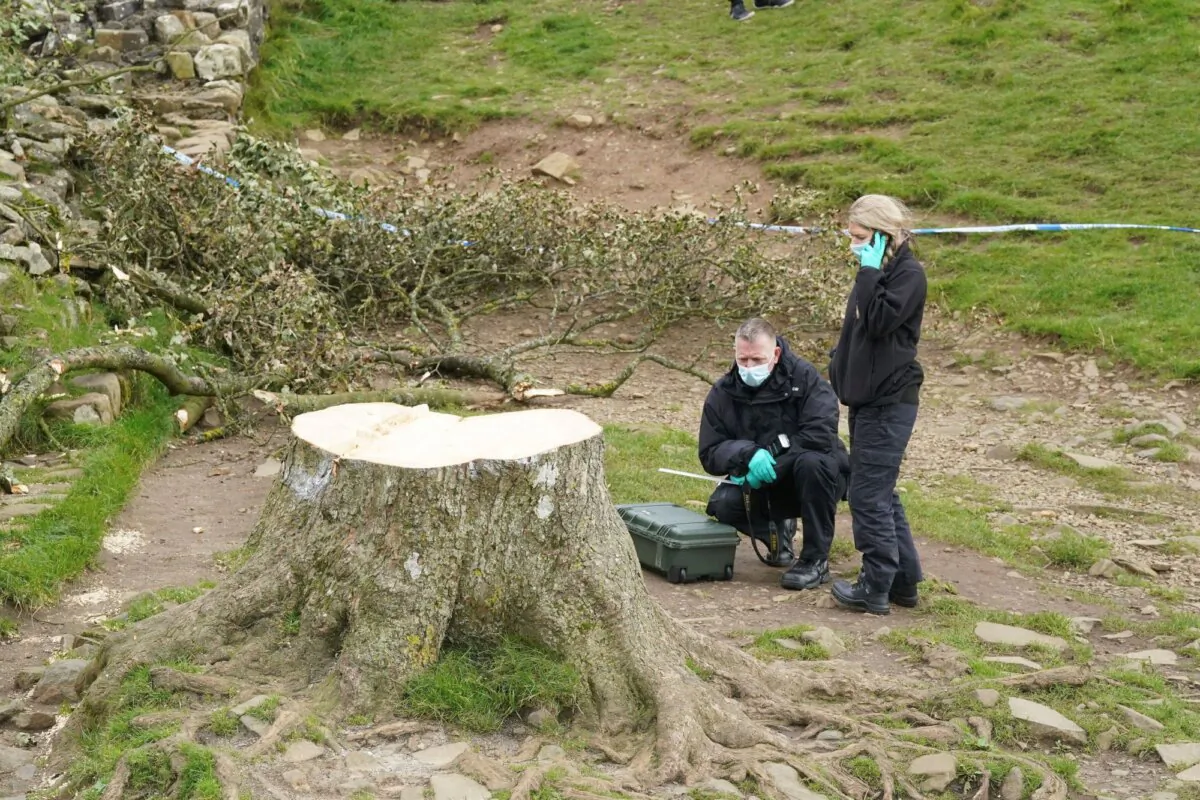 Forensic investigators from Northumbria Police examine the felled Sycamore Gap tree, in Northumberland, England, on Sept. 29, 2023. (Owen Humphreys/PA via AP)