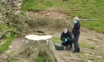 2nd Arrest in UK Over Felling of Much-Loved Tree Near Hadrian’s Wall