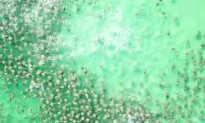 Jaw-Dropping Drone Footage: Shark Chases Hundreds of Stingrays Off Florida Coast