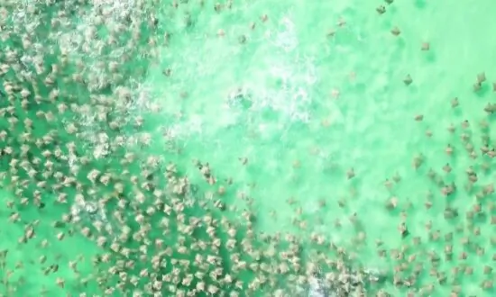 Jaw-Dropping Drone Footage: Shark Chases Hundreds of Stingrays Off Florida Coast