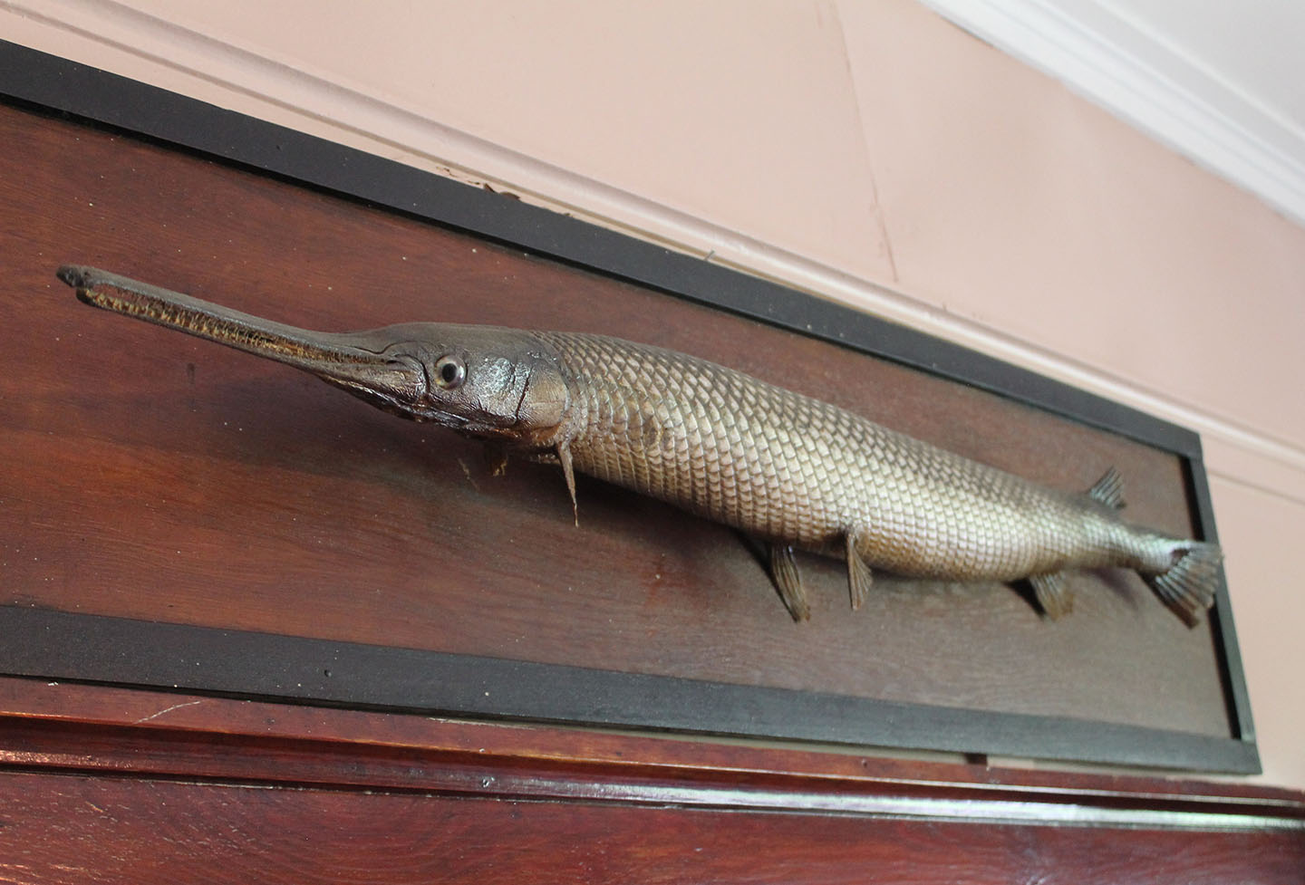 Alligator gar in Sgt. York's home