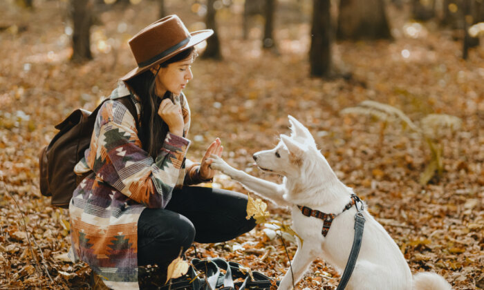 Good Boy! Training Tips for Dog Owners