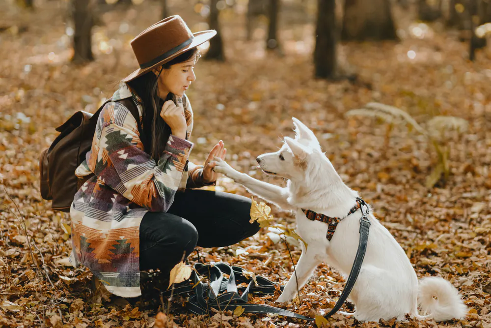 With patience and affection, dogs of all ages can learn new skills. (Bogdan Sonjachnyj/Shutterstock)