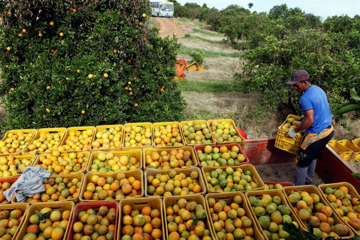 A worker loads a truck with crates of oranges at a farm in Limeira on Jan. 13, 2012. (Paulo Whitaker/Reuters)