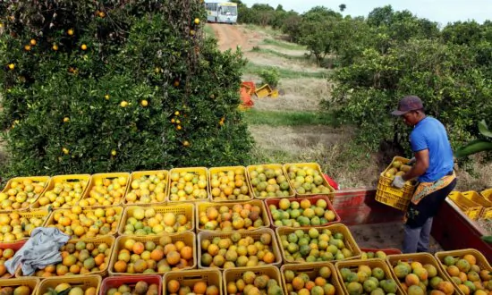 Orange Juice Prices Hit All-Time High Amid Bleak Production Outlook