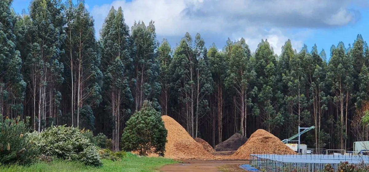 Small stacks of wood chips can be seen in front of a tree plantation in Albany, Western Australia, on Oct. 2, 2023. (Susan Mortimer/The Epoch Times)