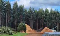 Farming Leader Cheers as EU Delays New Deforestation Restrictions on Imports