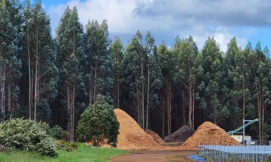 Farming Leader Cheers as EU Delays New Deforestation Restrictions on Imports