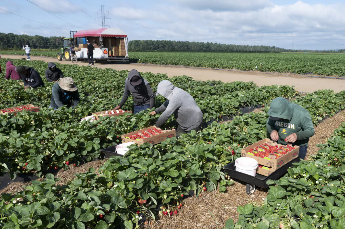 Mexican and Guatemalan workers pick strawberries at a farm in Pont Rouge Que., on Aug. 24, 2021. (The Canadian Press/Jacques Boissinot)