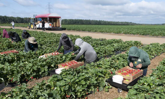 Employers Fined Record $1.54M in 2022 for Breaching Migrant Labour Rules