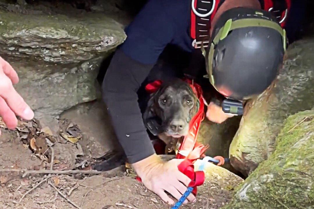 Rescuers Retrieving Trapped Dog From A Deep Cave Are Confronted By A ...