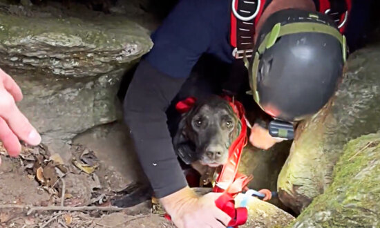 Rescuers Retrieving Trapped Dog From a Deep Cave Are Confronted by a 200lb Sleeping Bear