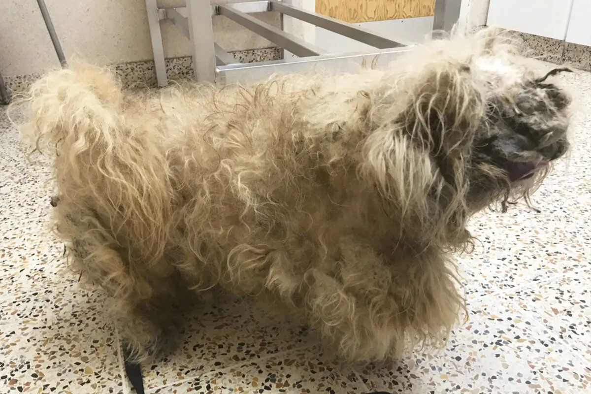 (Courtesy of RSPCA)