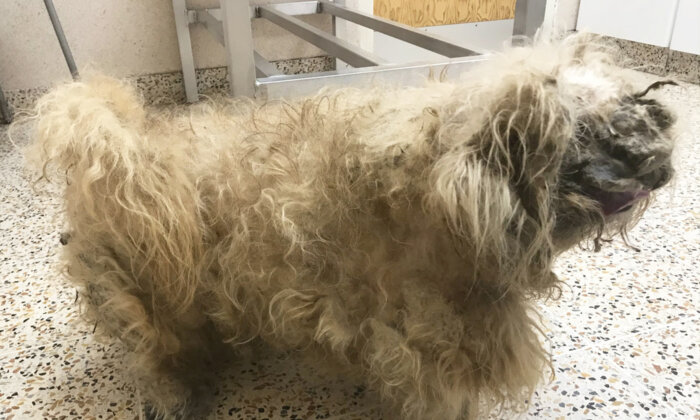 Abandoned Dog Who Looked Like a ‘Pile of Rags’ Sheds 2.8 Pounds of Fur, Finds New Home and a ‘Girlfriend’