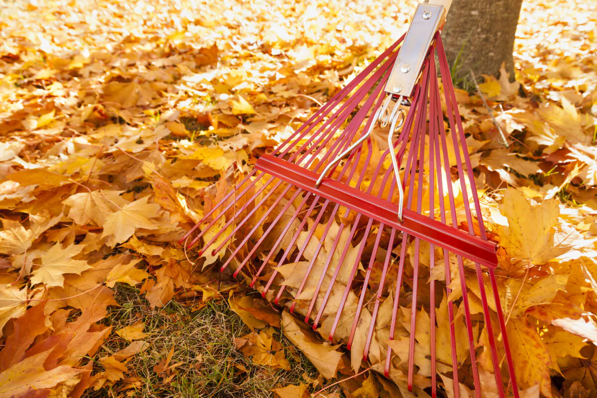 Before you take out your rake or leaf blower for the season, you might want to consider something other than a wholesale clear out. (Dreamstime/TNS)