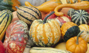 Tips for Picking Pumpkins That Will Last All Season