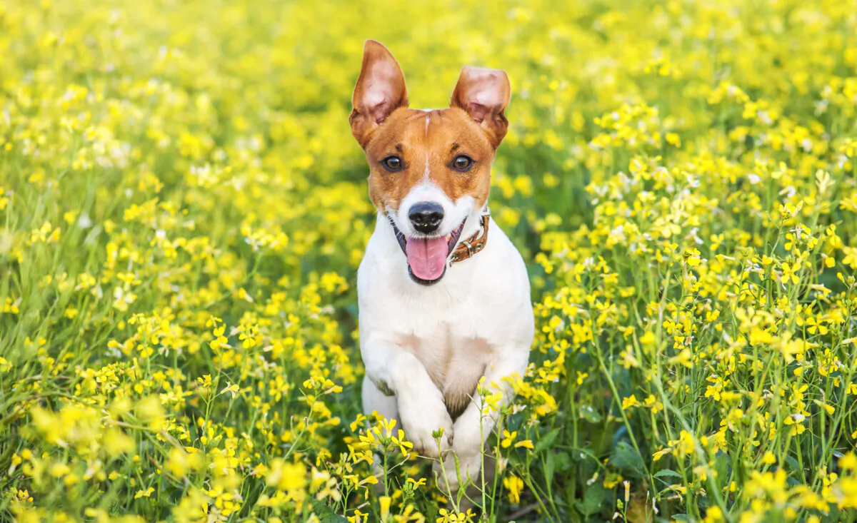 Studies have shown longer lifespans for sterilized pets. (Smit/Shutterstock)