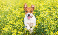 Sterilized Dogs Live Longer