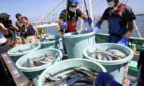 Chinese Fishing Boats Catch Seafood off Japan as Beijing Bans Japanese Imports
