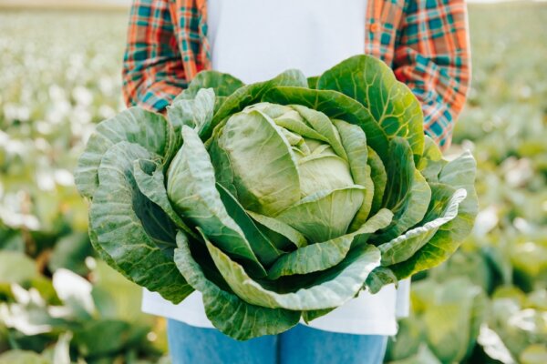 Cabbage and Tofu: Lose Weight and Improve Fatty Liver