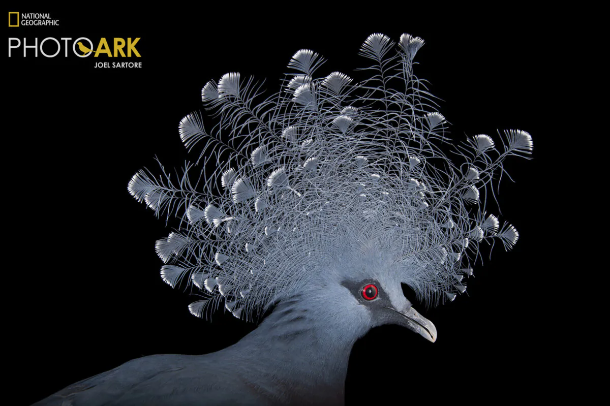 The Victoria
crowned pigeon,
photographed by
Joel Sartore for the
National Geographic
Photo Ark project. (Joel
Sartore/National Geographic Photo Ark natgeophotoark.org)