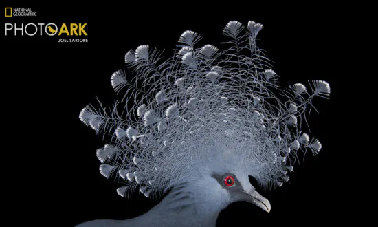 Award-Winning Photographer Shares His Adventures While Capturing Animal Species on Camera (Photos)