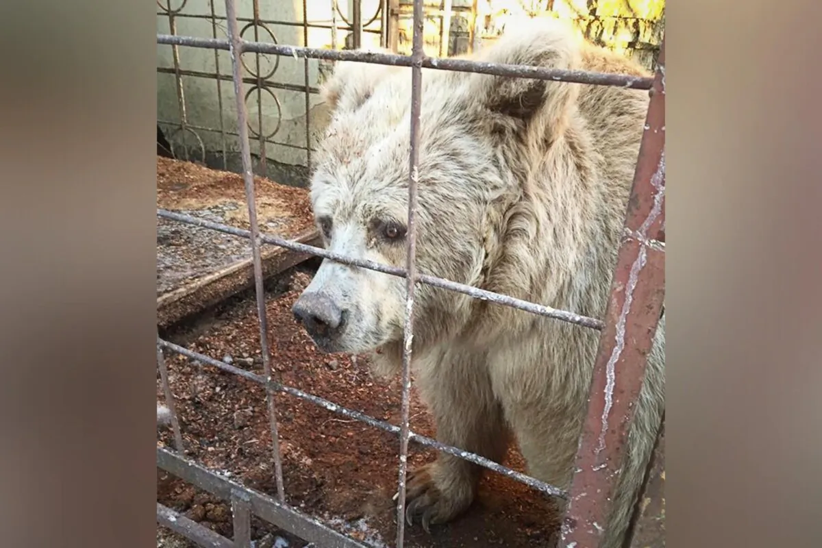 (Courtesy of Save Wild and WHITE ROCK bear shelter)