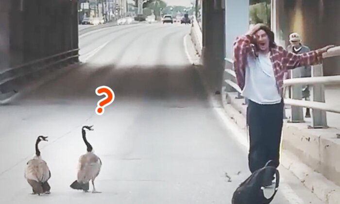 Funny Video of Man Trying to Move 'Stubborn' Geese Family Off Road to Safety Goes Viral