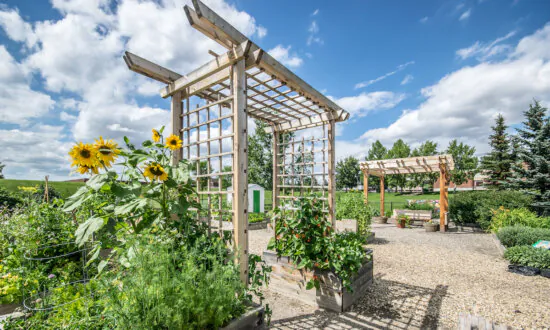 A Garden Trellis Is Easy to Build