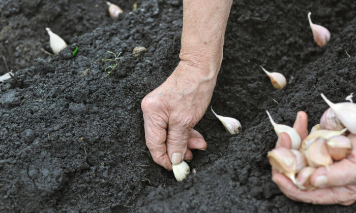 How to Plant and Grow Garlic