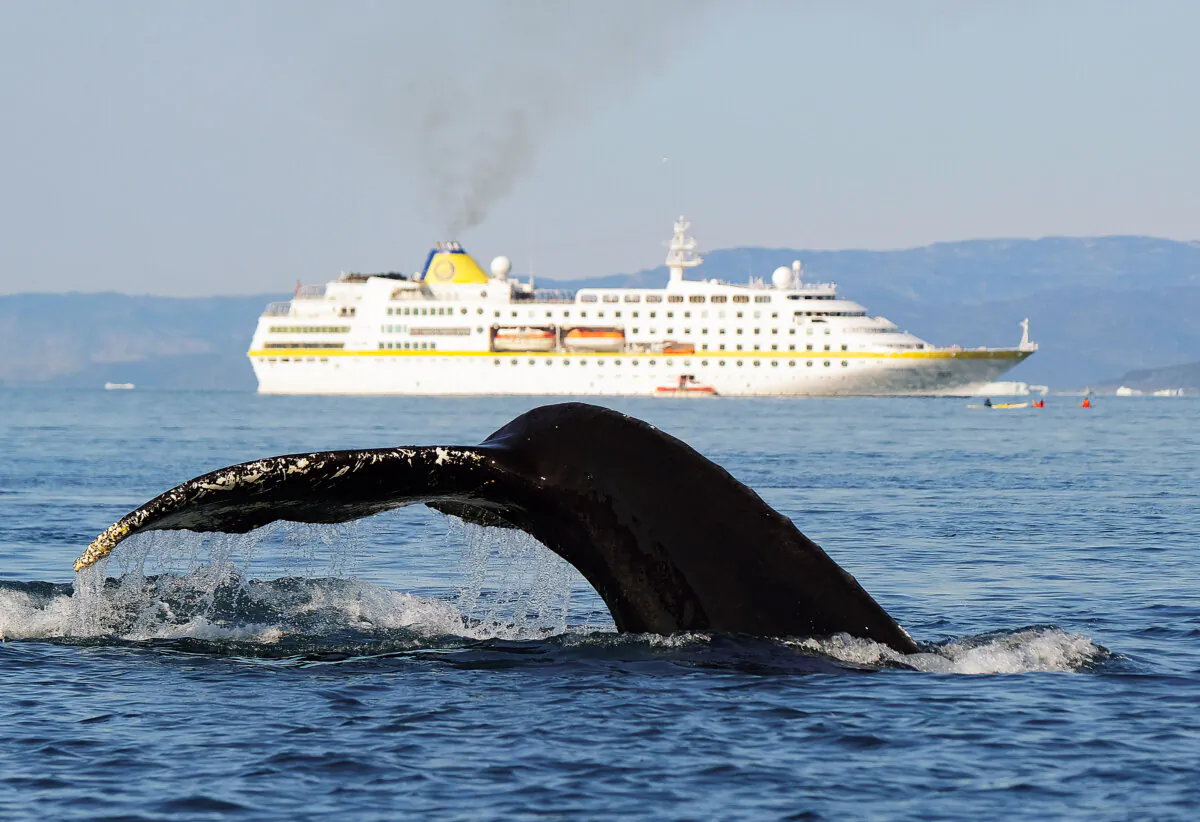 A humpback whale swims near a cruise ship in Disko Bay in Ilulissat, Greenland, on Aug. 4, 2019. (Sean Gallup/Getty Images)