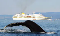 Illegal Immigration Is Battering Maine’s Cruise Ship Industry: Senator