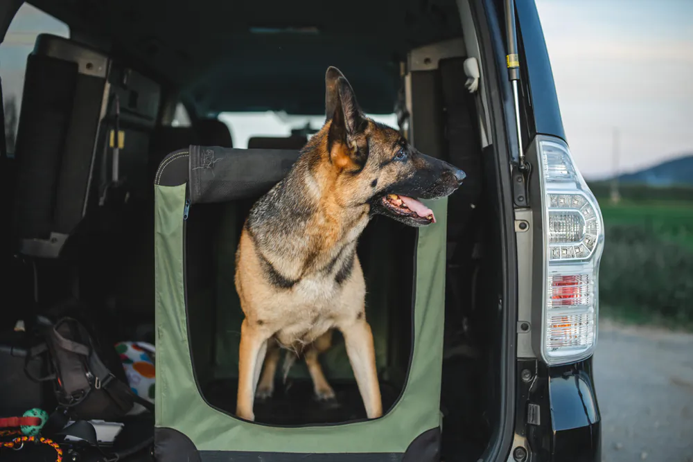 No Pet Left Behind: Emergency Preparedness for Pets