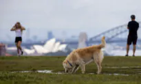 Strata Changes Could Result in Less Fees for Pet Owners in NSW