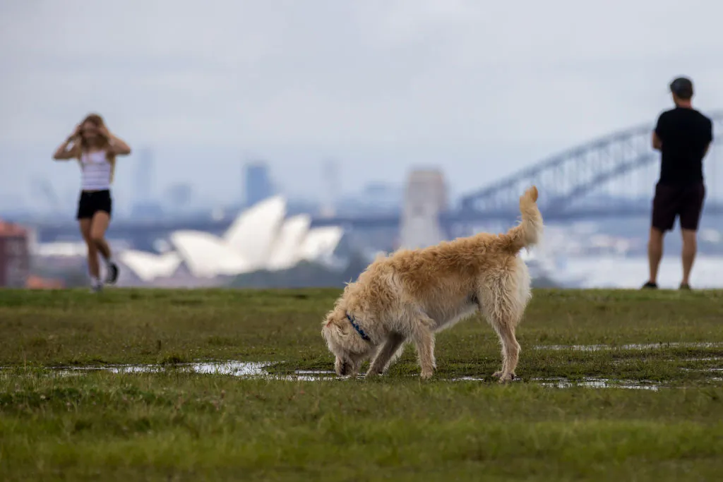 A dog drinks water in a file photo. (Jenny Evans/Getty Images)