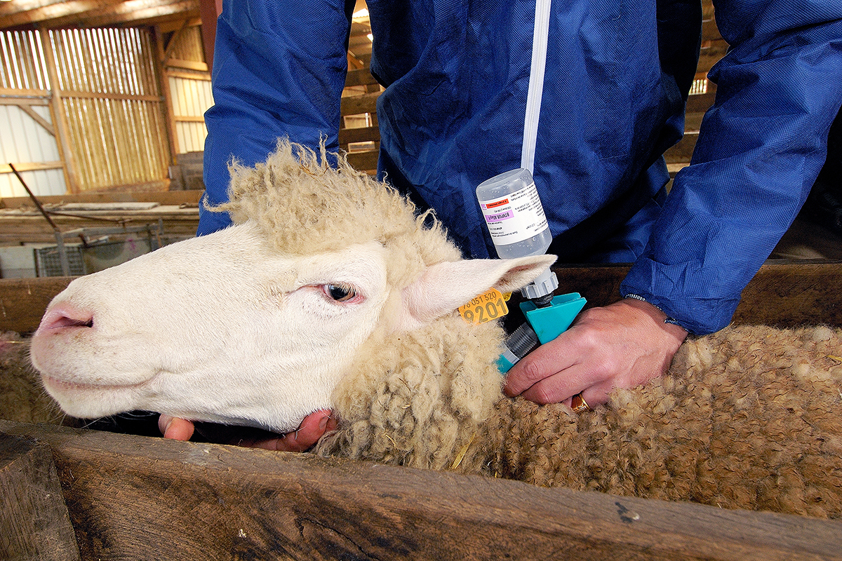 Bluetongue vaccination campaign of sheep in a sheep farm in Normandie, France, 2008. (Leitenberger Photography / Shutterstock)