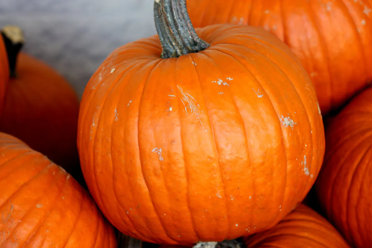 Enjoy the many nutritious, healthy, and delicious perks of the entire pumpkin: skin, flesh and definitely seeds. (Dreamstime/TNS)