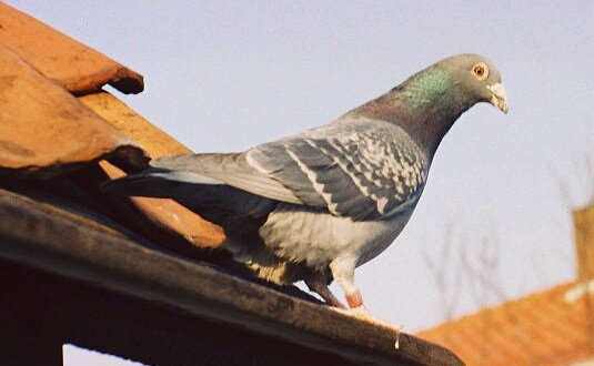 Cher Ami: The Bird That Saved a Battalion