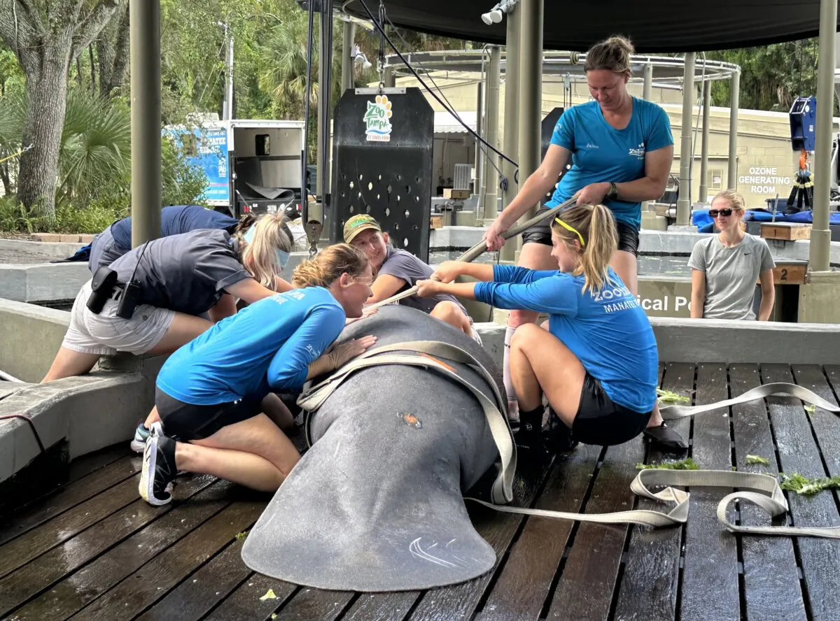 Working on a manatee pool floor that's been raised to bring Soleil out of the water, veterinary staff and animal care workers at the David A Straz, Jr. Critical Care Center prepare to roll her onto her right side as part of a health assessment at ZooTampa at Lowry Park in Tampa, Fla., on Oct. 5. (Nanette Holt/The Epoch Times)