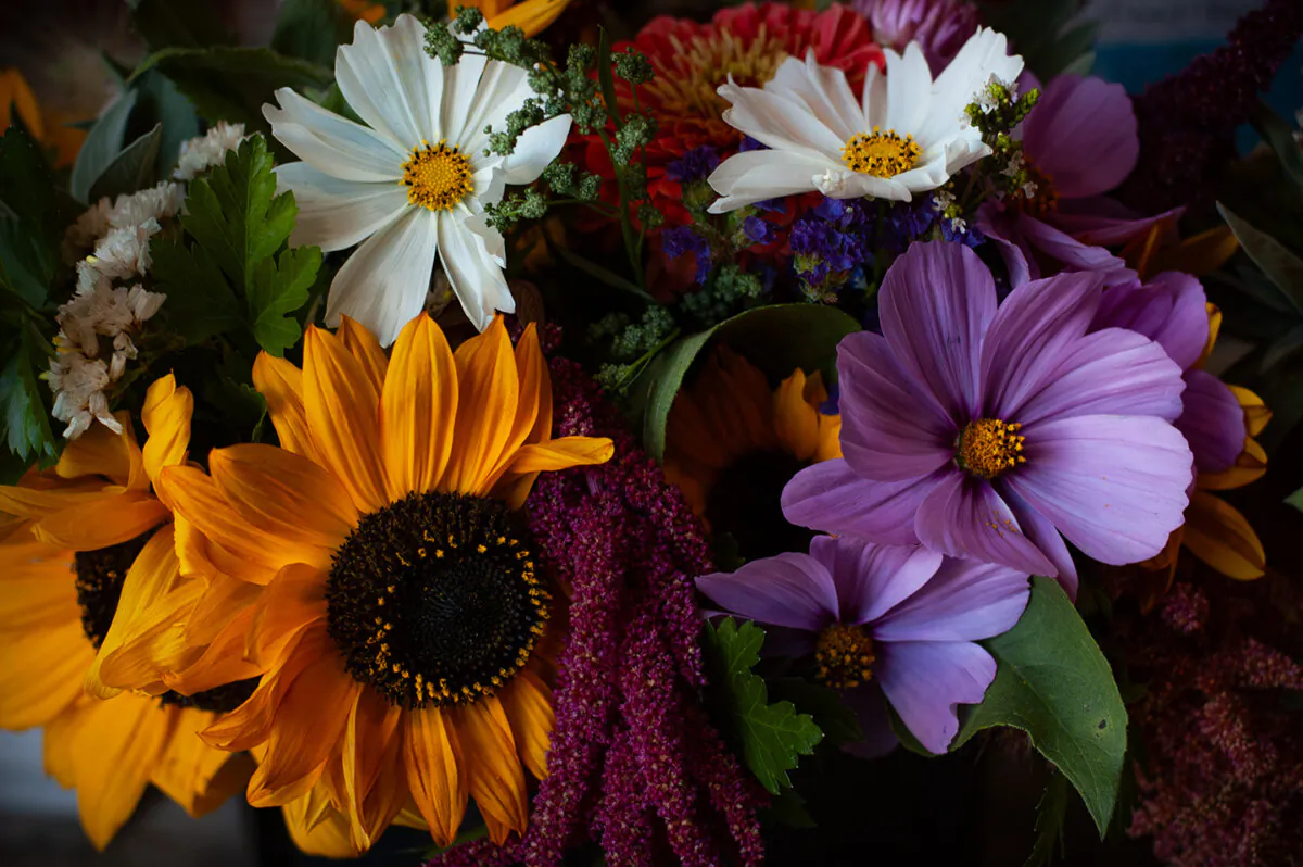 A closeup of flower bouquets sold at Chi's Farm stand in Sequim, Washington. (Jennifer Schneider)